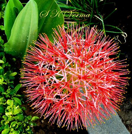  Inflorescence (Umbel)